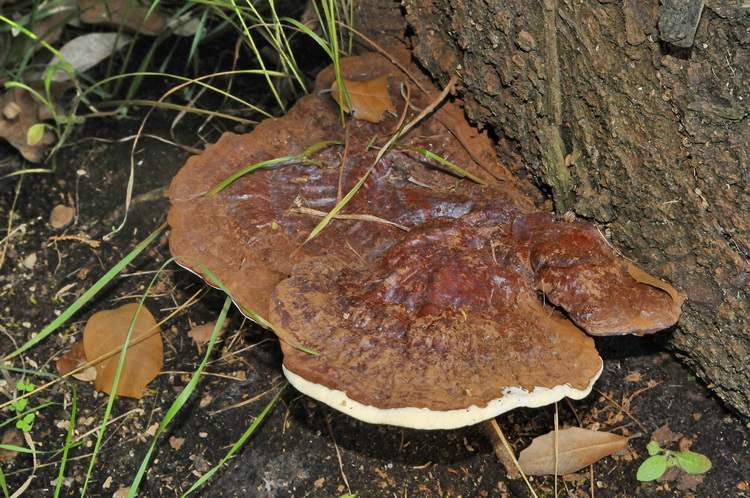 Ganoderma sp. (Ganoderma resinaceum)